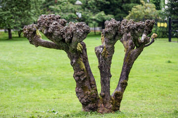an old knotty tree in the park