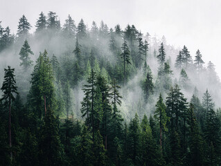 Dense, misty forest at dawn or dusk with tall coniferous trees and muted greengray color palette Ethereal atmosphere, filtered sunlight, and depth created by foggy landscape - AI-Generated