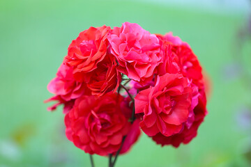 Beautiful red roses in the garden, closeup of photo.