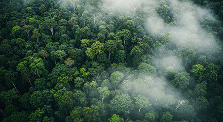 An aerial view of a dense, misty rainforest canopy
