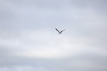 Seagull flying in the cloudy sky