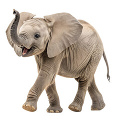 Fototapeta premium Baby elephant adorable animal wildlife african elephant calf cute trunk ears isolated on black background