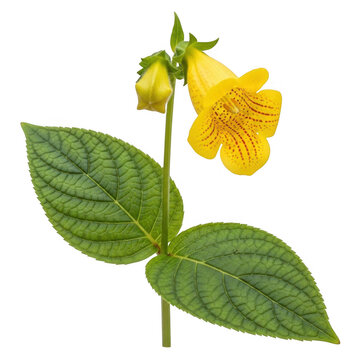 Yellow monkey flower bloom on transparent background isolated on transparent background