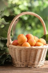 Fresh ripe apricots in wicker basket and green leaves on wooden table outdoors
