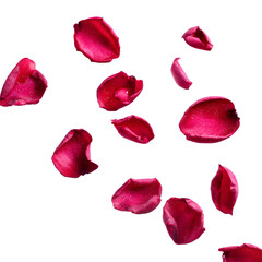 Red Rose Petals Falling Dark Background