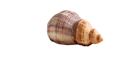 Seashell spiral brown beige natural ocean treasure