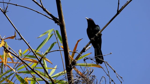 A male Asian koel (Eudynamys scolopaceus) perches gracefully atop a bamboo branch in a forest of Mandi, Himachal Pradesh, India, during the spring season.