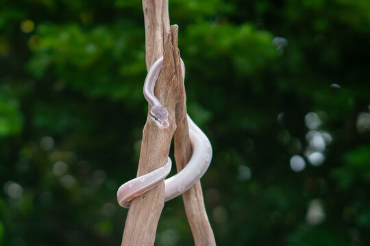 Lavender Ball Python in Captivity on Natural Wooden Branch