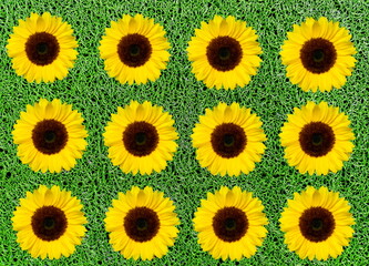 Obraz premium The image is a repeating pattern of sunflowers arranged in a grid. Each sunflower features bright yellow petals surrounding a large, dark brown, textured center