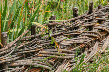 Ancient rustic fence made of intertwined branches in a rural landscape, textured and rough, spanning the frame without nails or screws, set against healthy green vegetation, daylight lighting, serene
