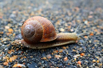 snail on the road