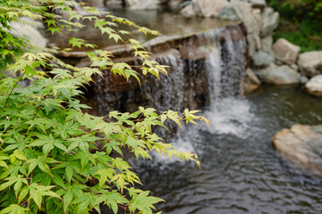Waterfall in a garden with vibrant green maple leaves in the foreground, evoking peace and nature.