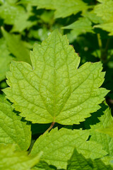 Tube clematis leaves - Latin name - Clematis heracleifolia
