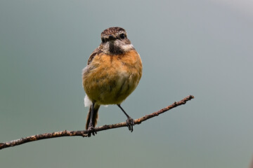 European stonechat - female // Schwarzkehlchen - Weibchen (Saxicola rubicola)