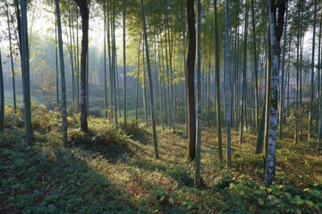 Fototapeta premium Sunlit bamboo forest, sloping terrain