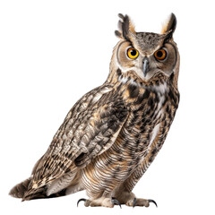 Obraz premium Majestic Owl with Striking Eyes Perched on a Branch in Nature
