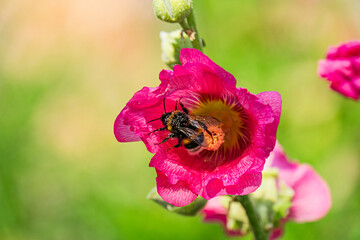 Midday flight of a black and orange striped bee near a pink layered flower in a Central European meadow. a
