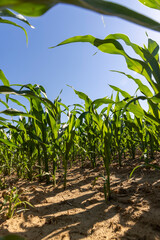 Fototapeta premium green corn at the beginning of spring corn blooming, clear sunny weather without clouds in a field with green corn for livestock, close up