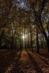 yellow foliage on maples in the autumn park, maples with orange foliage in sunny weather in autumn