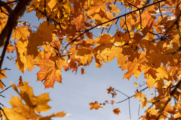 trees in the autumn season , colorful foliage on the branches of trees before falling before the fall, sunny weather