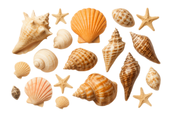 Assorted seashells and starfish in various shapes and colors arranged on transparent background.