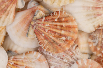 sea shells of marine mollusks stacked in one pile, dumped together empty washed shells of snails and other mollusks