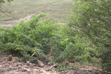 Dense Green Bush Growing on a Dirt Mound in a Rural Field