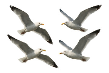 Four seagulls gracefully flying with wings spread wide, showcasing their natural beauty and elegance on transparent background.