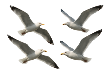 Four seagulls gracefully flying with wings spread wide, showcasing their natural beauty and elegance on transparent background.