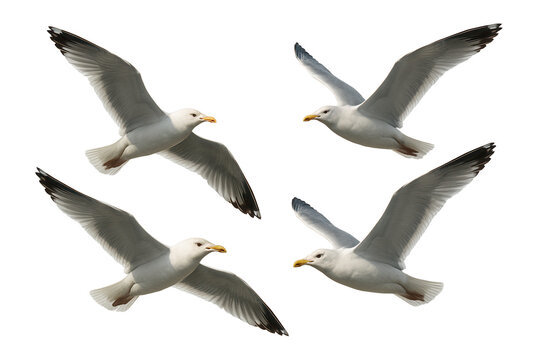 Four seagulls gracefully flying with wings spread wide, showcasing their natural beauty and elegance on transparent background.
