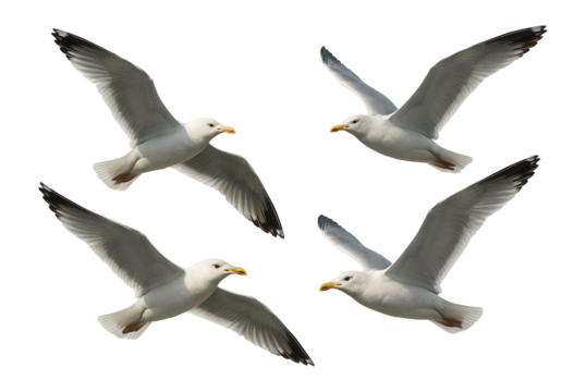 Four seagulls gracefully flying with wings spread wide, showcasing their natural beauty and elegance on transparent background.