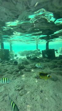 Underwater snorkeling footage from Sharm El Sheikh, Egypt, showcasing colorful fish, coral reefs, and marine life in the crystal-clear waters of the Red Sea.