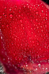 wet red dried petals of a red rose flower, dried rose flower on a black slate board covered with water droplets, close up