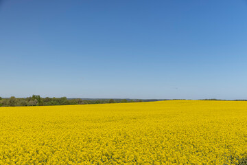 Obraz premium field with rapeseed flowers in sunny weather in summer season, yellow field with flowers against a sky