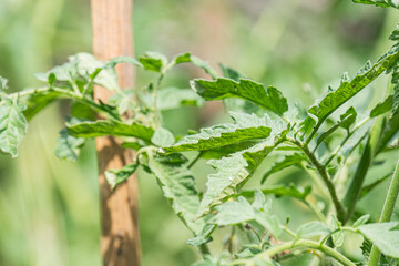 Close-up of diverse Central European meadow with young plant species, dominant tomato plant showing ripe fruit, various growth patterns and textures, soil background, vibrant colors