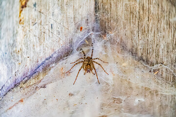 A close-up image of a dark spider weaving a web on wood or textured surface in an outdoor Central European village setting Ambient lighting with soft illumination No people visible. a