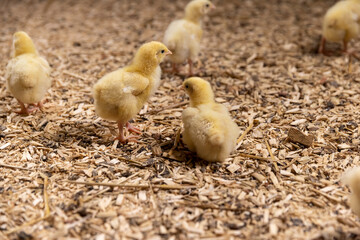 sawdust litter on which broiler chickens live at a large poultry farm