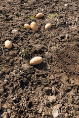 potatoes on the ground close up, large yellow potatoes on the ground during agriculture