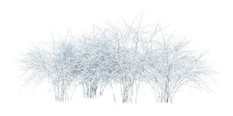 Obraz premium winter shurbs tree isolated on white