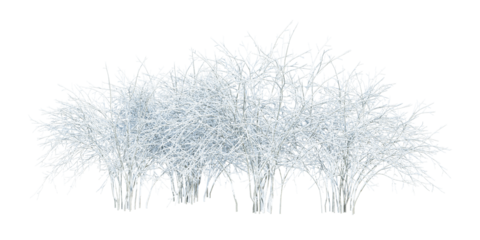 winter shurbs tree isolated on white