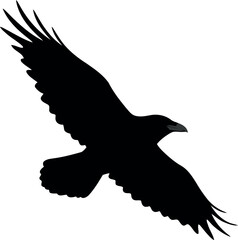 Black raven silhouette in flight