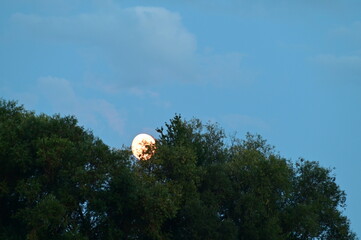 Full Moon Behind Trees &ndash; Mystical Night Nature Scene