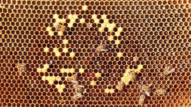 Bee gnaws a hole in the cocoon to exit it.