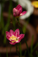 Fototapeta premium Blooming pink rain lily flowers, Zephyranthes Rungsira