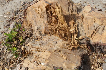 Close-up of a freshly cut tree stump with visible wood grain and splinters.