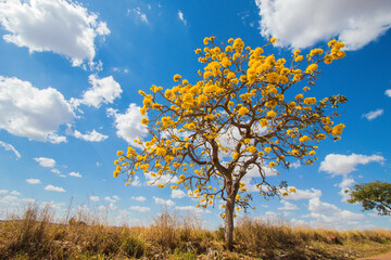 Brazilian Savannah Yellow Flower
Very yellow, this flower is common in brazilian savannah.