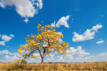 Brazilian Savannah Yellow Flower
Very yellow, this flower is common in brazilian savannah.