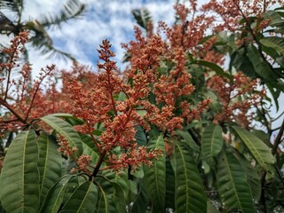 Mango Tree Flowering Stage with Green Leaves and Blue Sky