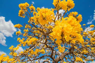 Brazilian Savannah Yellow Flower
Very yellow, this flower is common in brazilian savannah.
