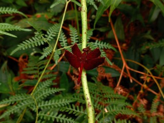 Red dragonfly resting on a green stem in tropical forest